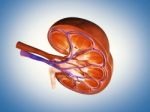 3d Digital Illustration Of  A Human Kidney Cross Section  Stock Photo