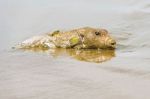 Porcupinefish In Panama On Azuero Peninsula Beach Stock Photo