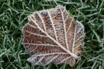 Frosty Leaf Stock Photo