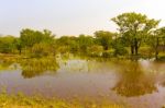 Landscape In Botswana Stock Photo