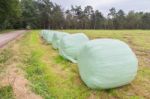 Group Of Plasticized Hay Bales In Row Stock Photo