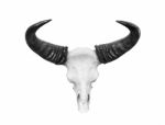 Cow Skull Isolated Stock Photo