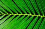 Palm Leaf Stock Photo