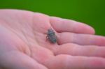 Stink Bug In Hand Stock Photo