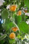 Cape Gooseberry Plant At Food Festival Stock Photo