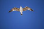 Seagull Flight Stock Photo