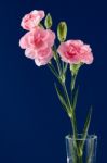 Display Of A Small Group Of Pinks Stock Photo