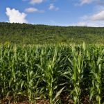 Corn Farm Stock Photo