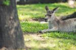 Kangaroo Outside Stock Photo