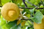 Lemon Fruits And Blossom 1 Stock Photo