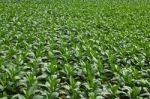 Tobacco Field Stock Photo