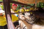 Kindergarten Students Visit The Zoo, In The Jul 15, 2016. Bangkok Thailand Stock Photo