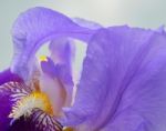 Iris Flower Stock Photo