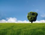 Alone Tree In The Field With Clouds Stock Photo