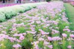 Pink Cosmos In Garden Stock Photo