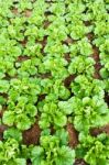 Fresh Chinese Cabbage Stock Photo