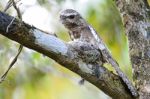 Male Hodgson Frogmouth Stock Photo