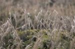 Mediterranean Needle Grass (stipa Capensis) Stock Photo