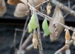 Pupa Of The Butterfly Stock Photo