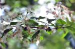 Blackthorn Blossom Stock Photo