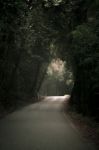 Moody Hazy Road In The Forest Stock Photo