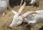 White Goat With Big Horn Eating Stock Photo