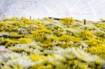 Chrysanthemum Morifolium Flowers Farm Stock Photo