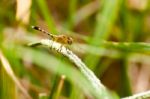 Yellow And Black Pattern Dragon Fly On Grass Stock Photo