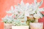 Cactus Plants In Minimal Garden Stock Photo