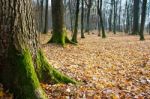 Forest In Late Autumn Stock Photo