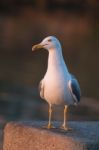 Seagull In The Seashore Stock Photo