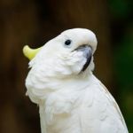 Sulphur-crested Cockatoo Stock Photo