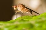 Fruit Fly Stock Photo