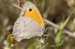 Southern Gatekeeper (pyronia Cecilia) Stock Photo