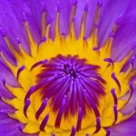 Water Lily Stock Photo