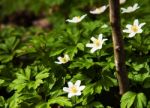 White Flowers In The Woods Stock Photo