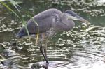 Photo Of A Great Blue Heron Standing In The Mud Stock Photo