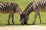 Zebra In The Field Stock Photo