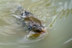 Tench Or Doctor Fish (tinca Tinca) Stock Photo