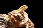 Bearded Dragon Stock Photo