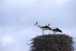 Stork Stock Photo