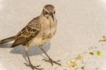 Galapagos Hood Mockingbird Stock Photo