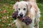 Man's Best Friend! Stock Photo