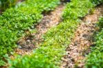 Garden Bed Closeup Stock Photo