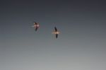 Flamingos Flying With Spread Wings Stock Photo