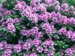 Rhododendron,flowers Stock Photo