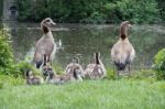 Egyptian Geese (alopochen Aegyptiacus) With Goslings Stock Photo