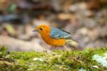 Male Orange Headed Thrush Stock Photo