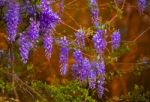 Wisteria Stock Photo