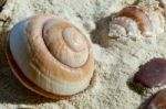 Shells And Stones Stock Photo